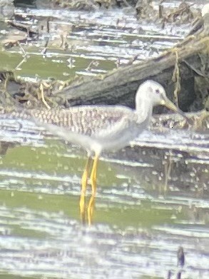 Greater Yellowlegs - ML643754221