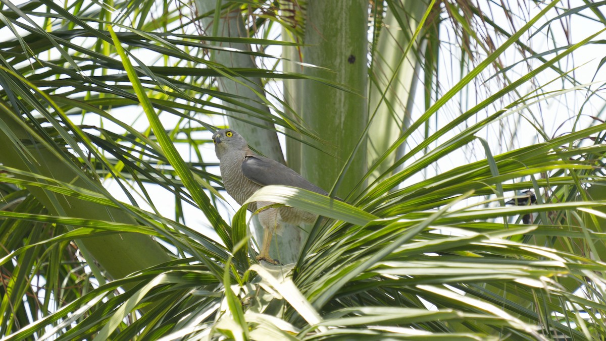 Brown Goshawk - ML643754235