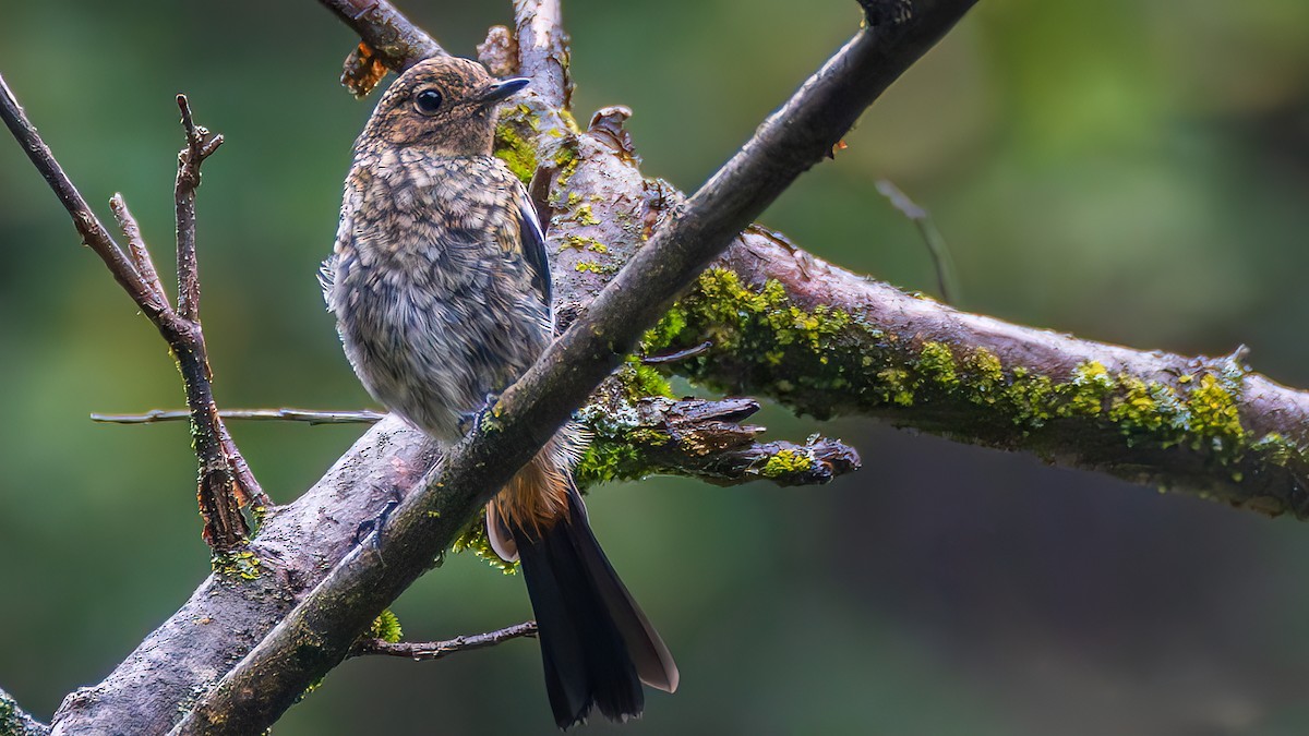 White-throated Redstart - ML643754246