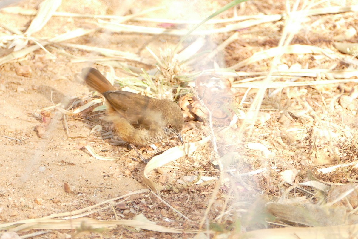 Barred Wren-Warbler - ML643754259