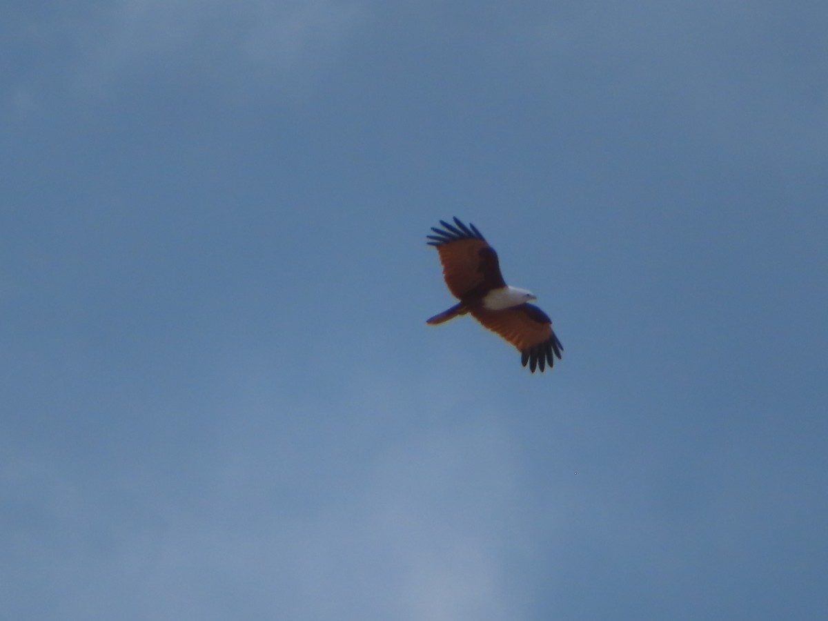 Brahminy Kite - ML643754269