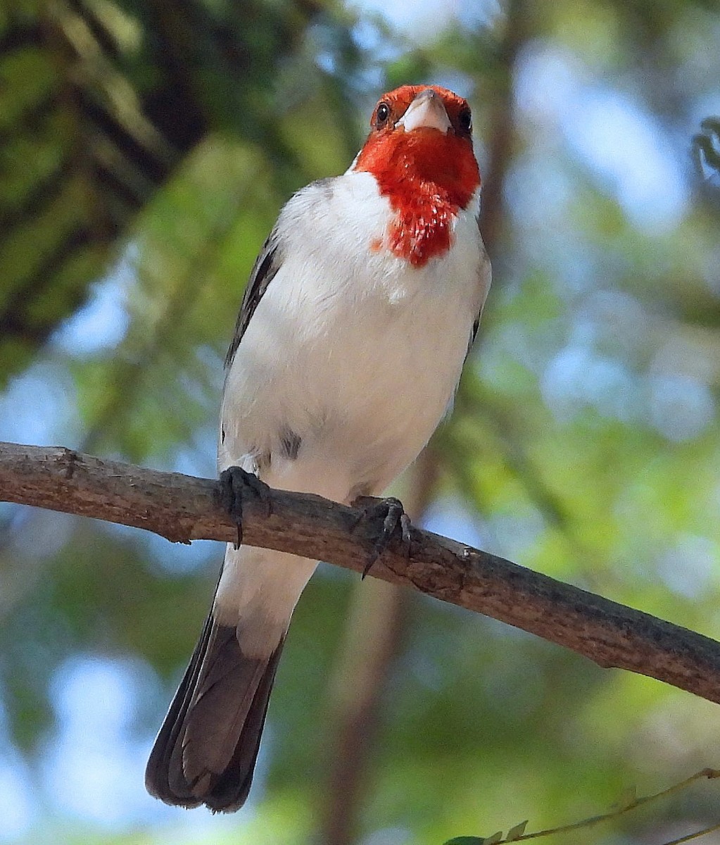 Red-crested Cardinal - ML643754270