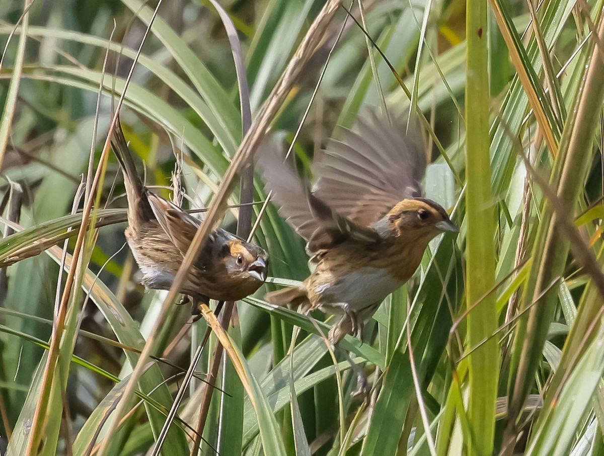 Saltmarsh Sparrow - ML643754273