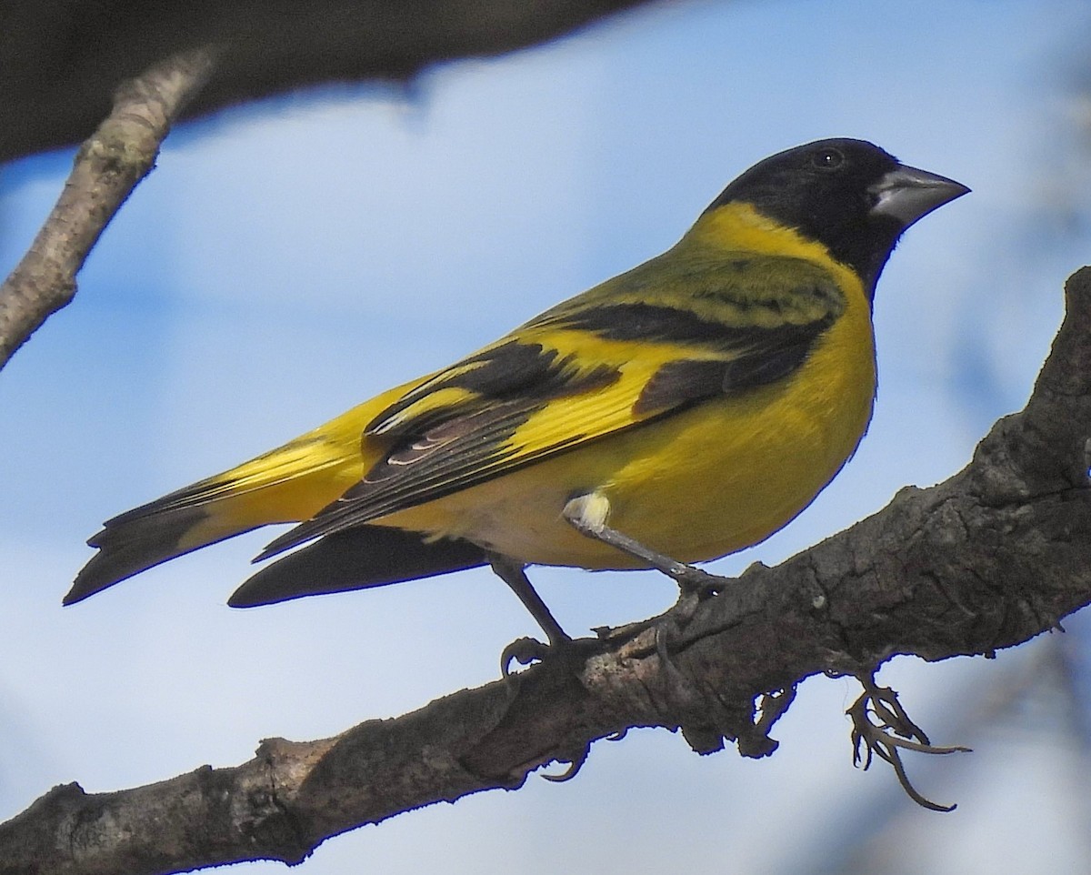 Hooded Siskin - ML643754277