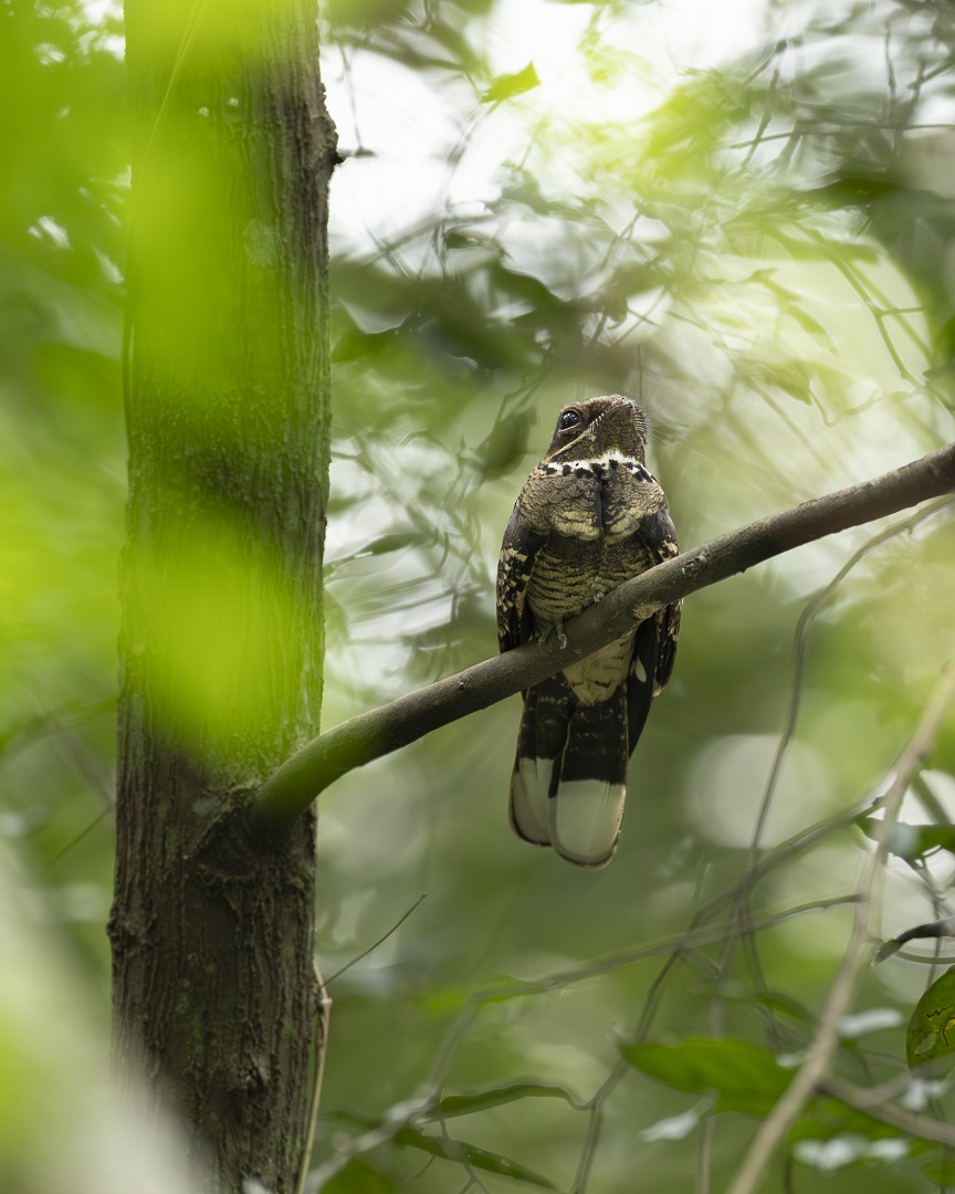 Large-tailed Nightjar - ML643754278