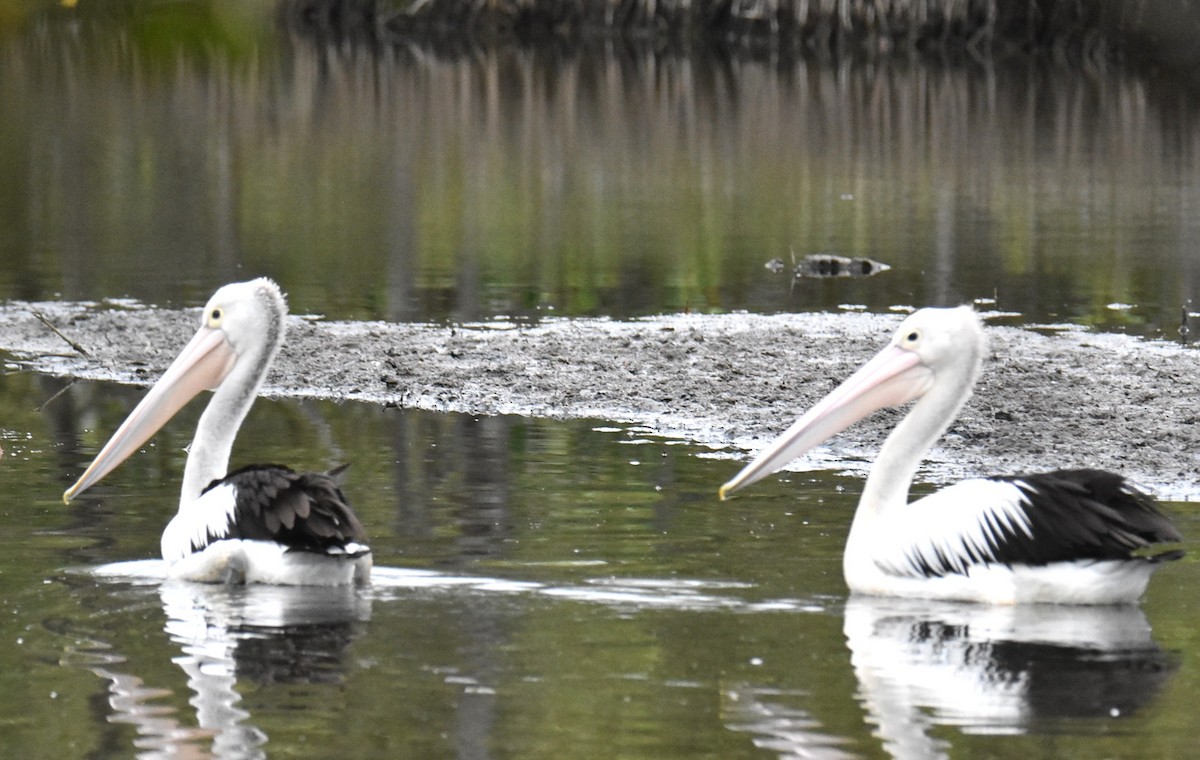 Australian Pelican - ML643754288