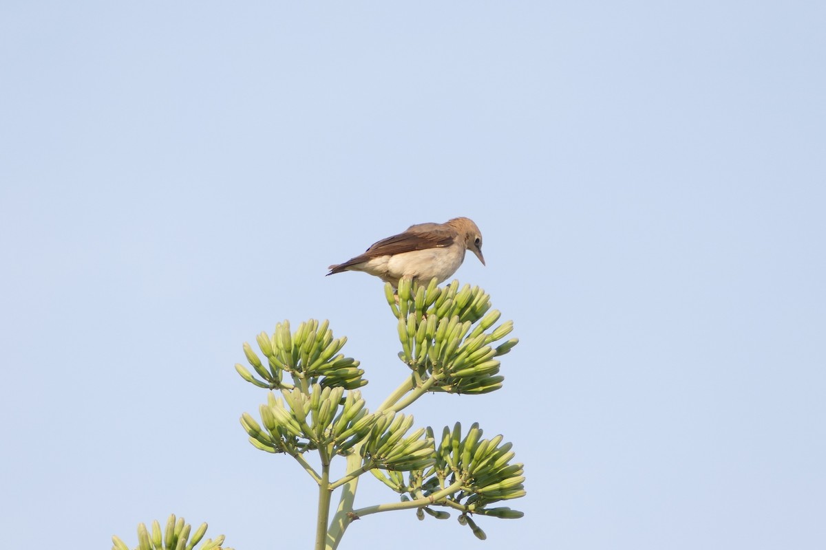 Marico Flycatcher - ML643754291