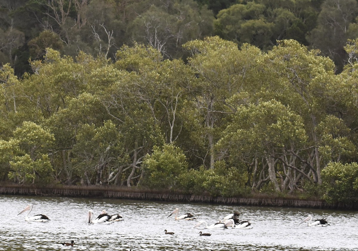 Australian Pelican - ML643754292