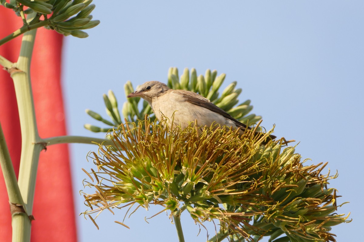 Marico Flycatcher - ML643754293