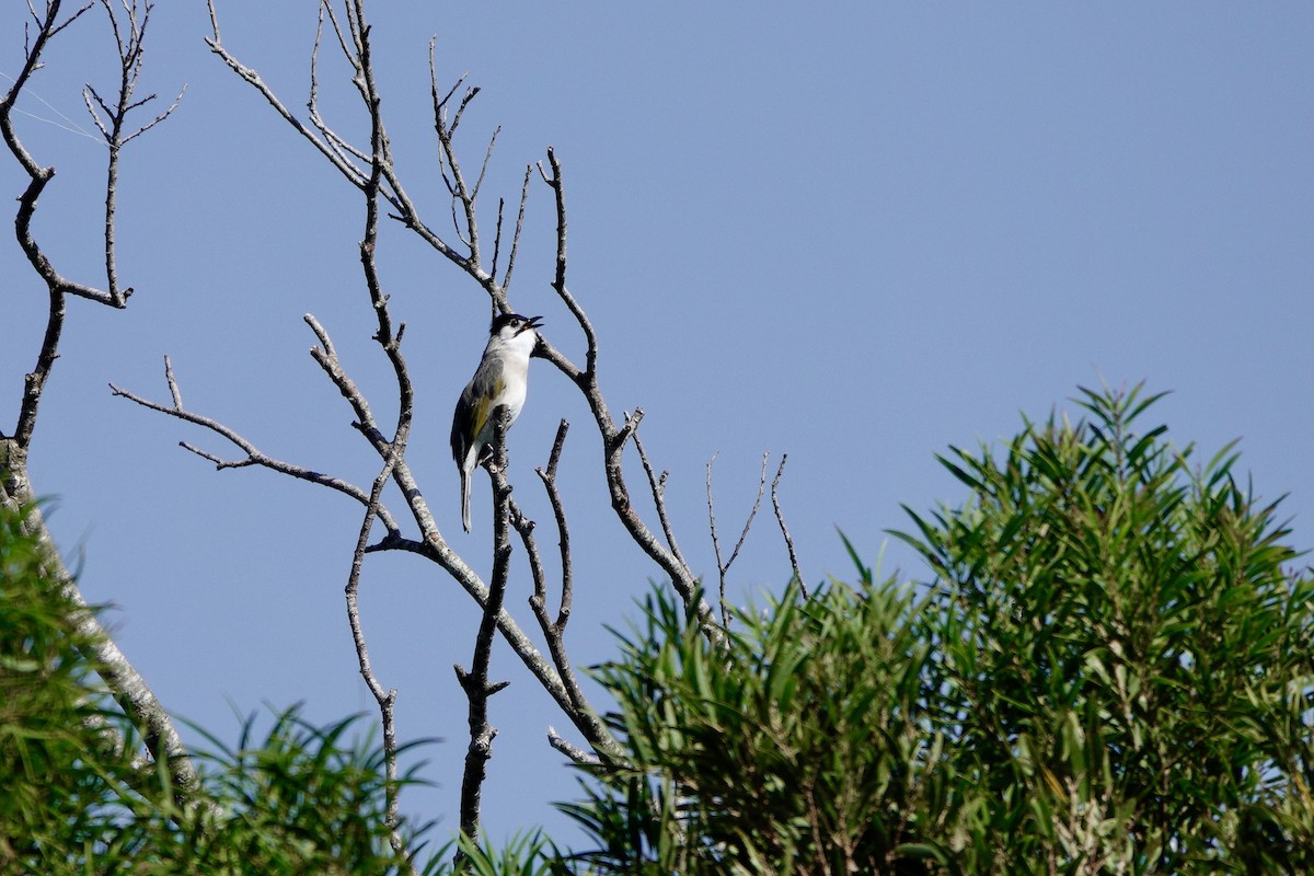 Styan's Bulbul - ML643754294