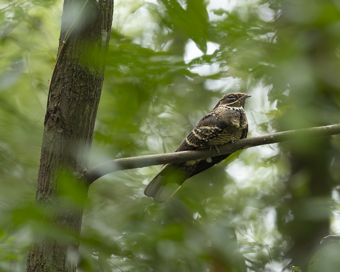 Large-tailed Nightjar - ML643754297