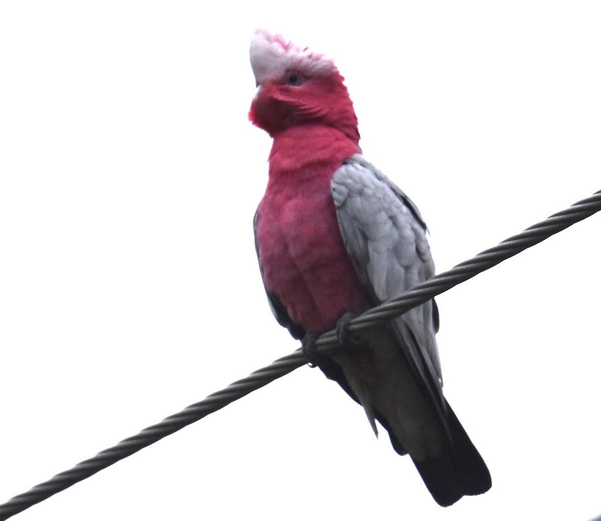 Galah - ML643754315