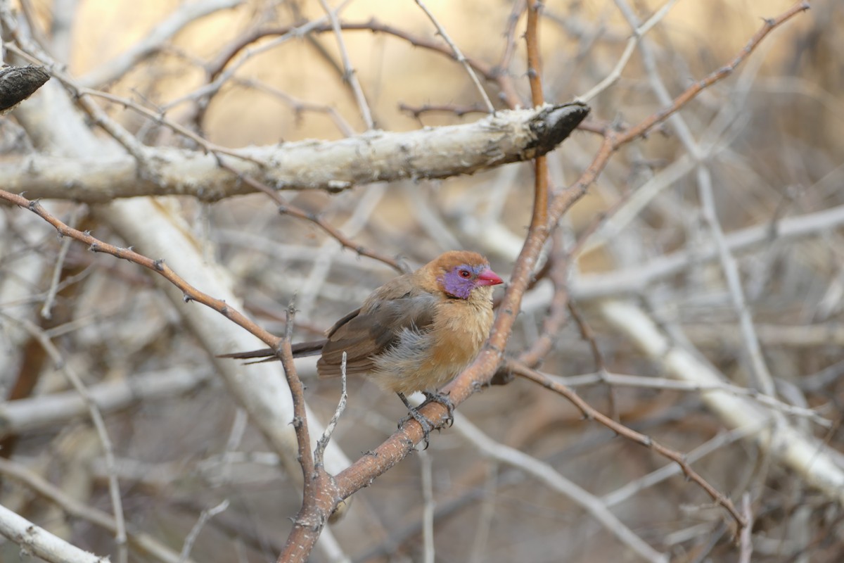 Violet-eared Waxbill - ML643754325