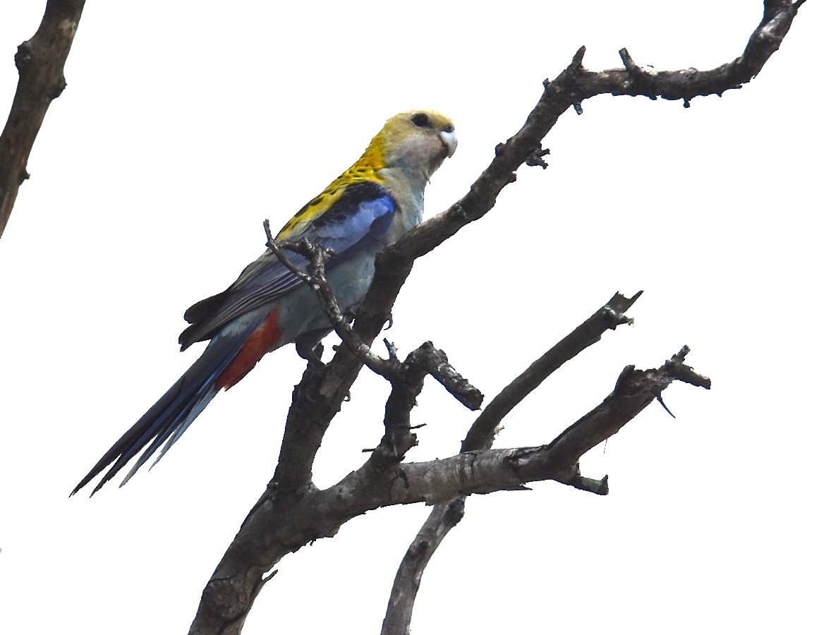 Pale-headed Rosella - ML643754326