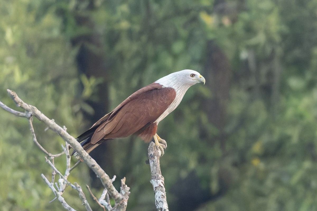 Brahminy Kite - ML643754327