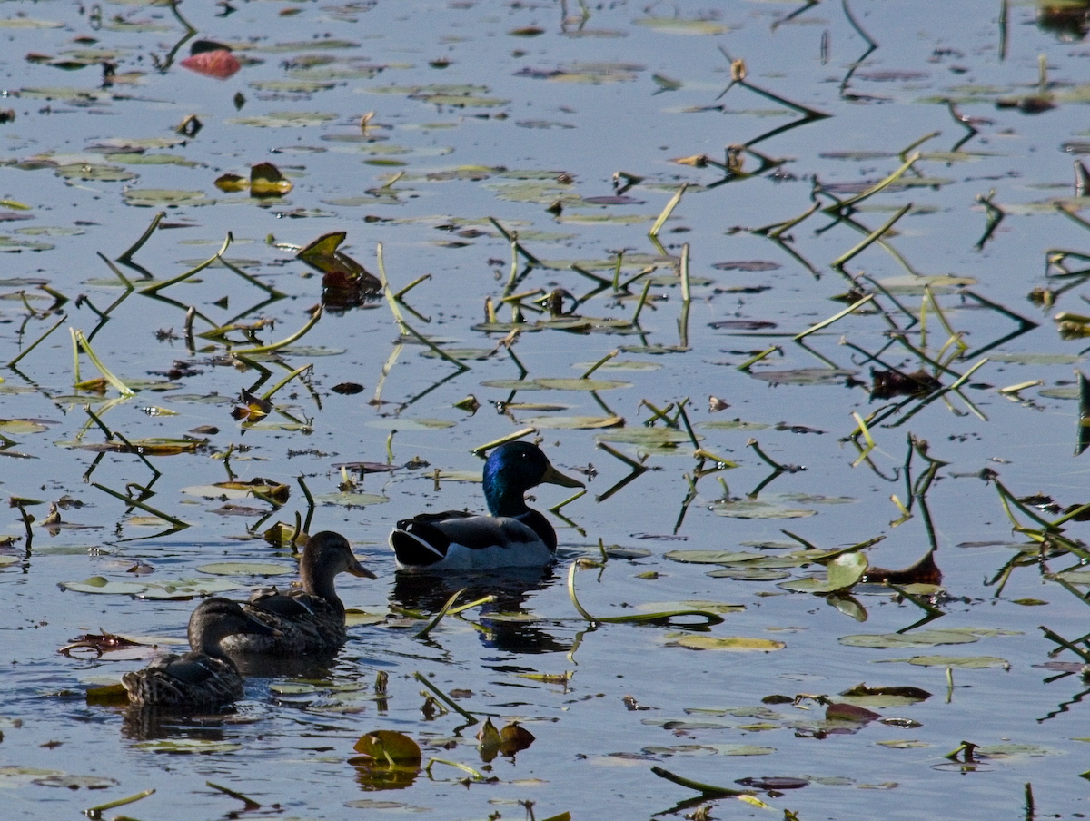 Mallard - ML643754329