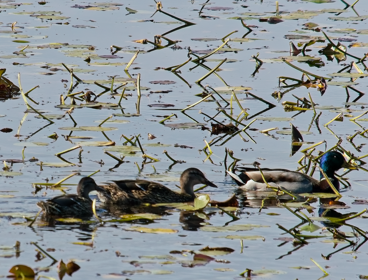 Mallard - ML643754330