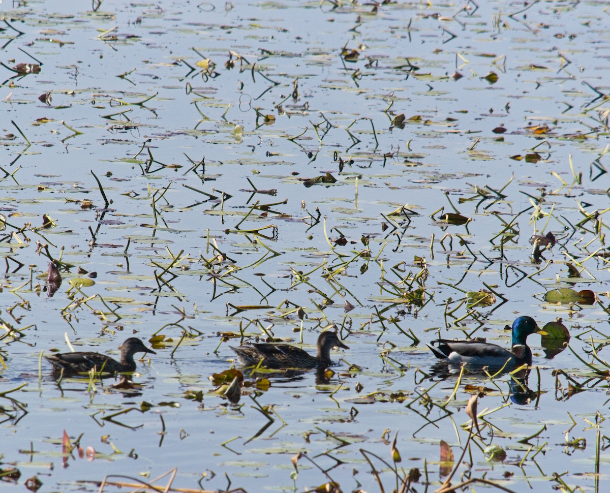 Mallard - ML643754331