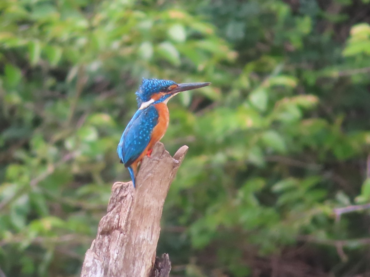 Common Kingfisher - ML643754333