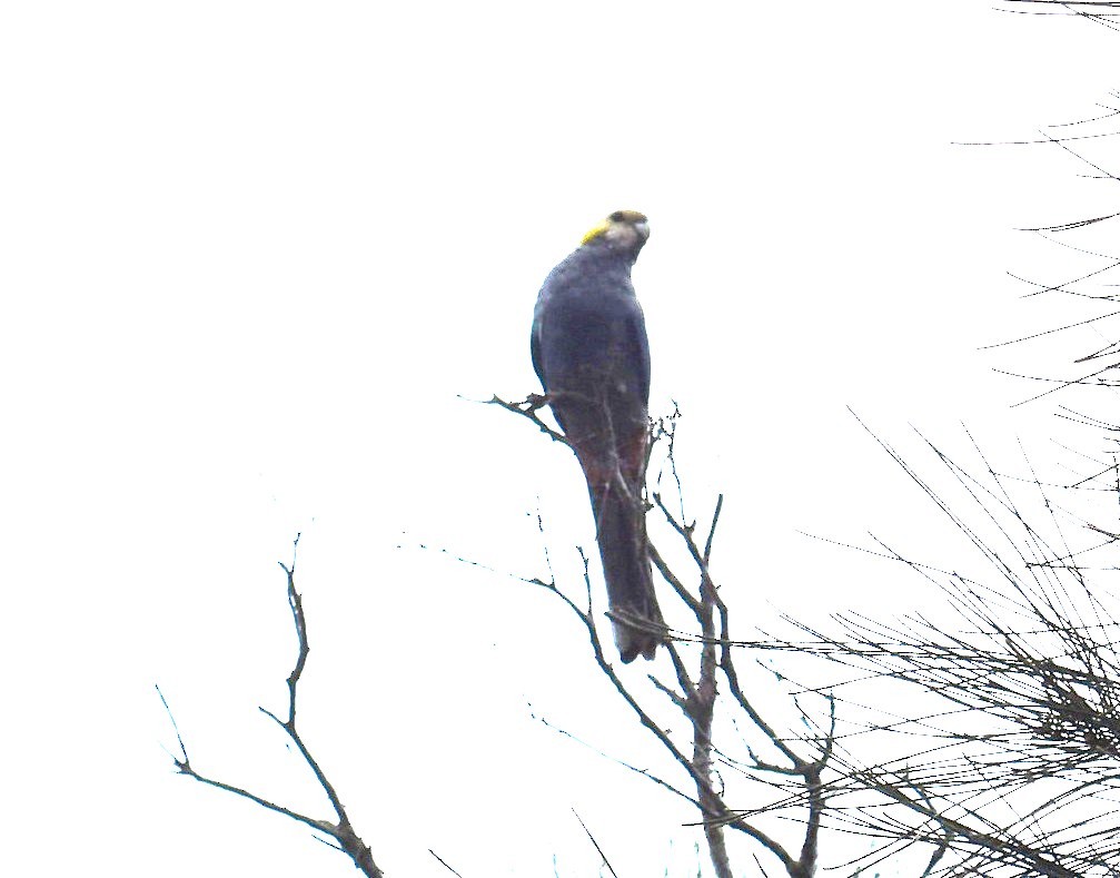 Pale-headed Rosella - ML643754334