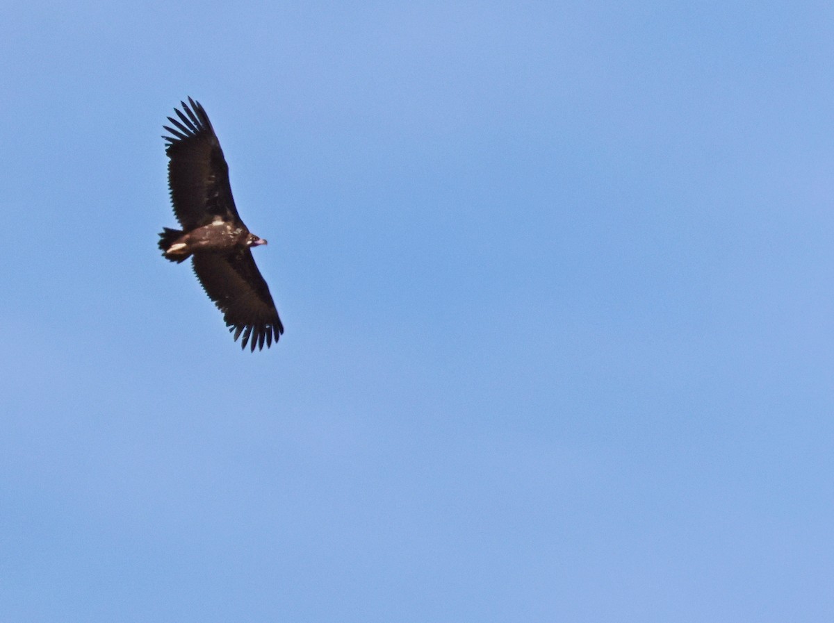 Cinereous Vulture - ML643754337
