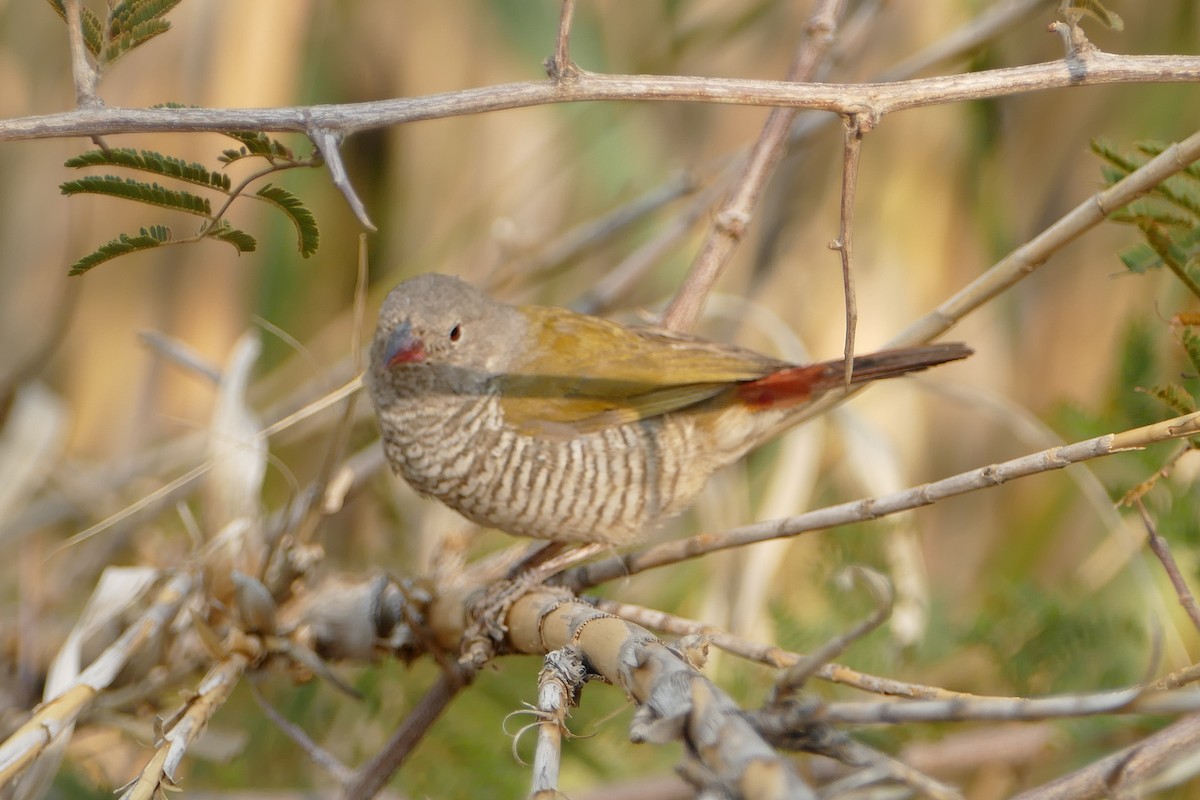 Green-winged Pytilia - ML643754338