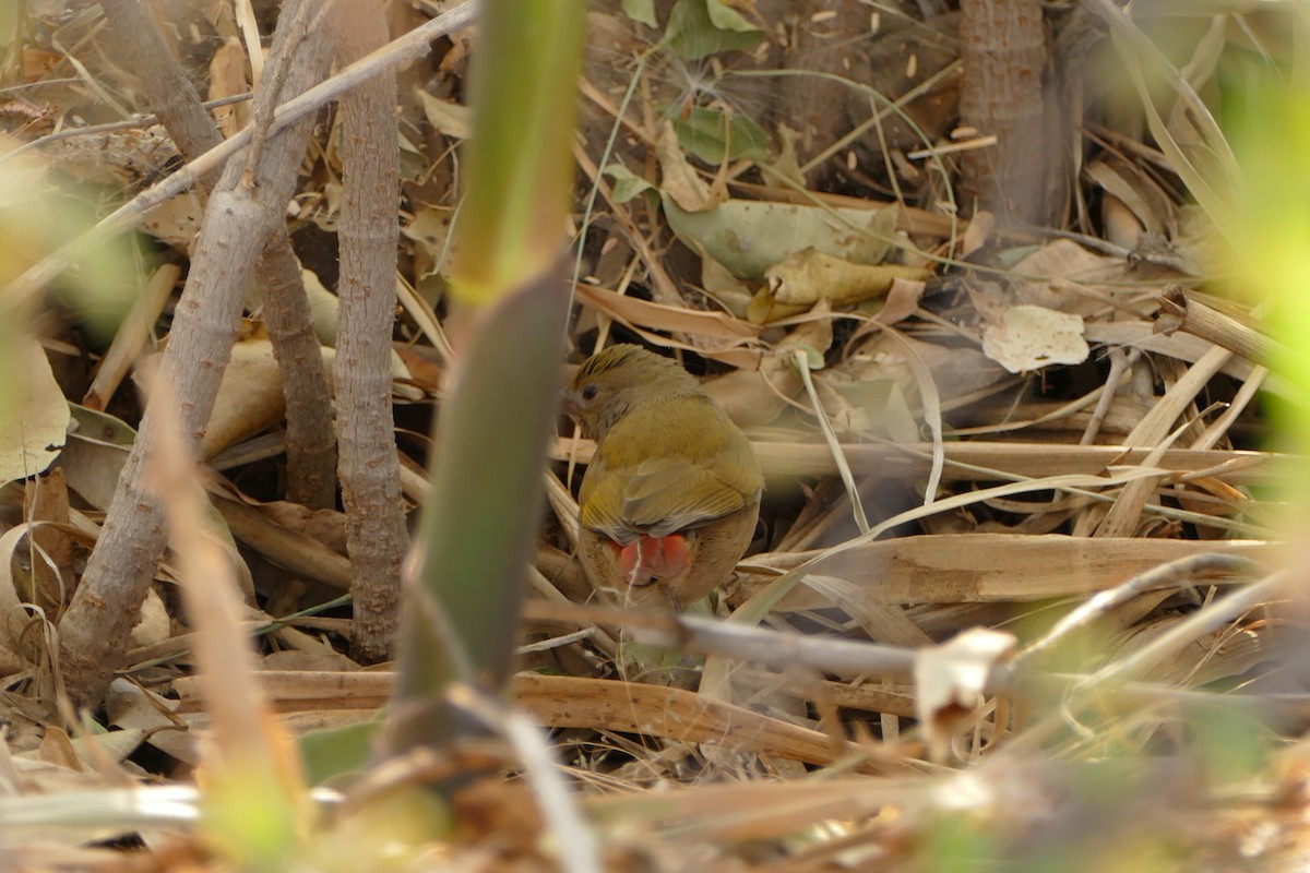 Green-winged Pytilia - ML643754339