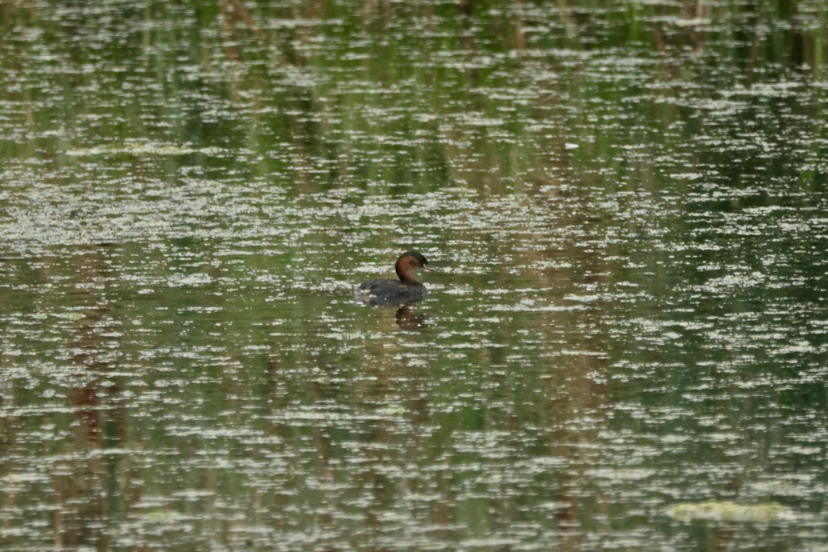 Little Grebe - ML643754345
