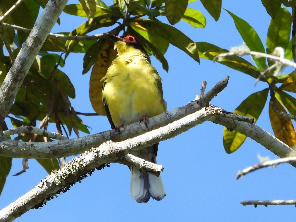 Australasian Figbird - ML643754347