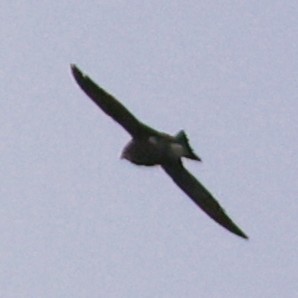 White-throated Needletail - ML643754349