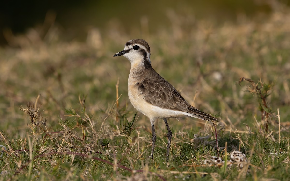 Kittlitz's Plover - ML643754350