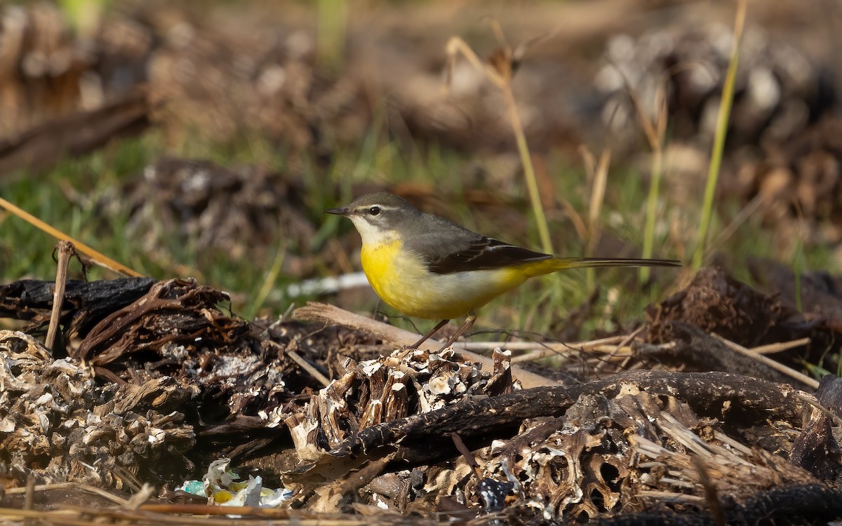 Gray Wagtail - ML643754354