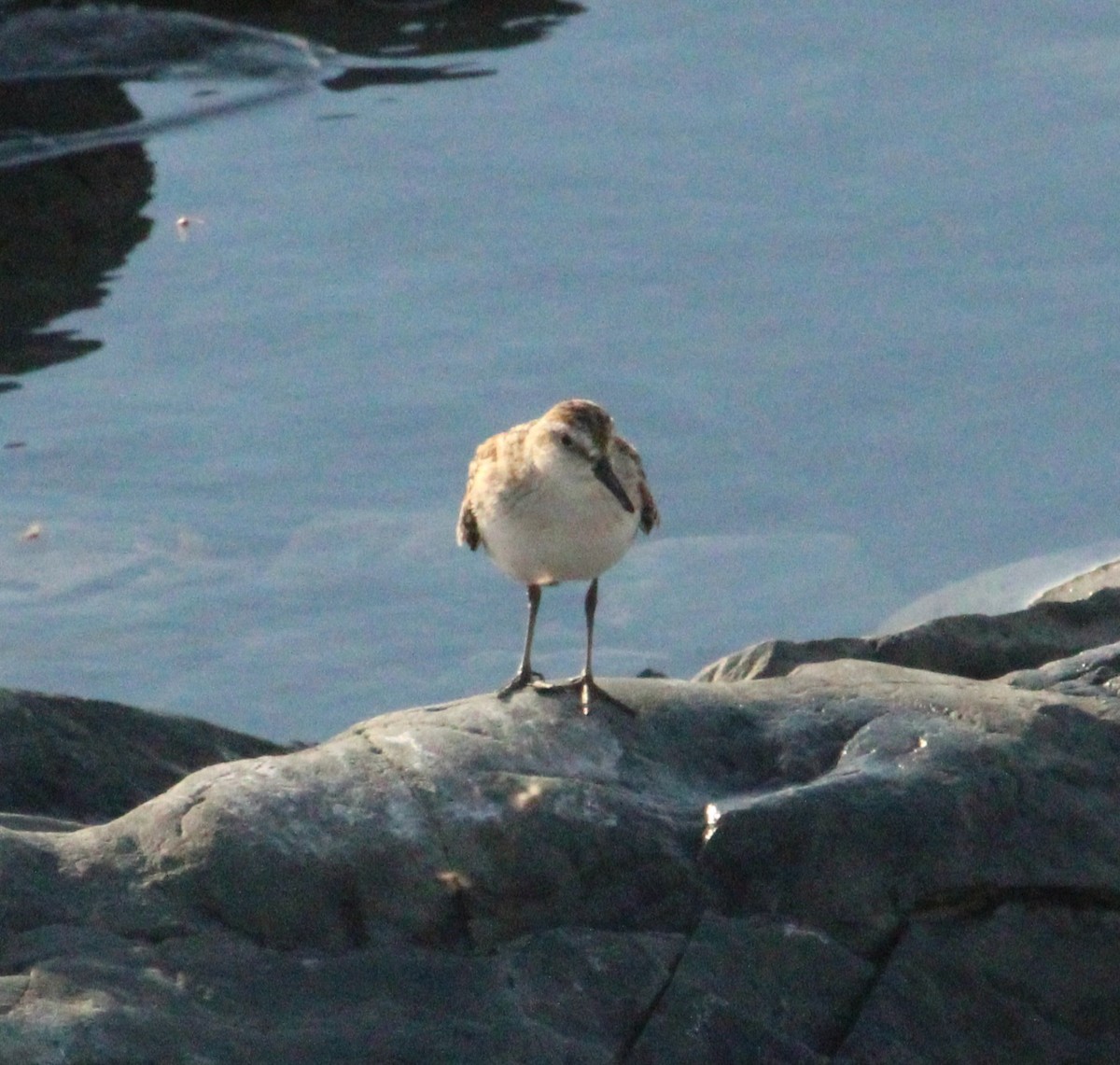 Semipalmated Sandpiper - ML643754355