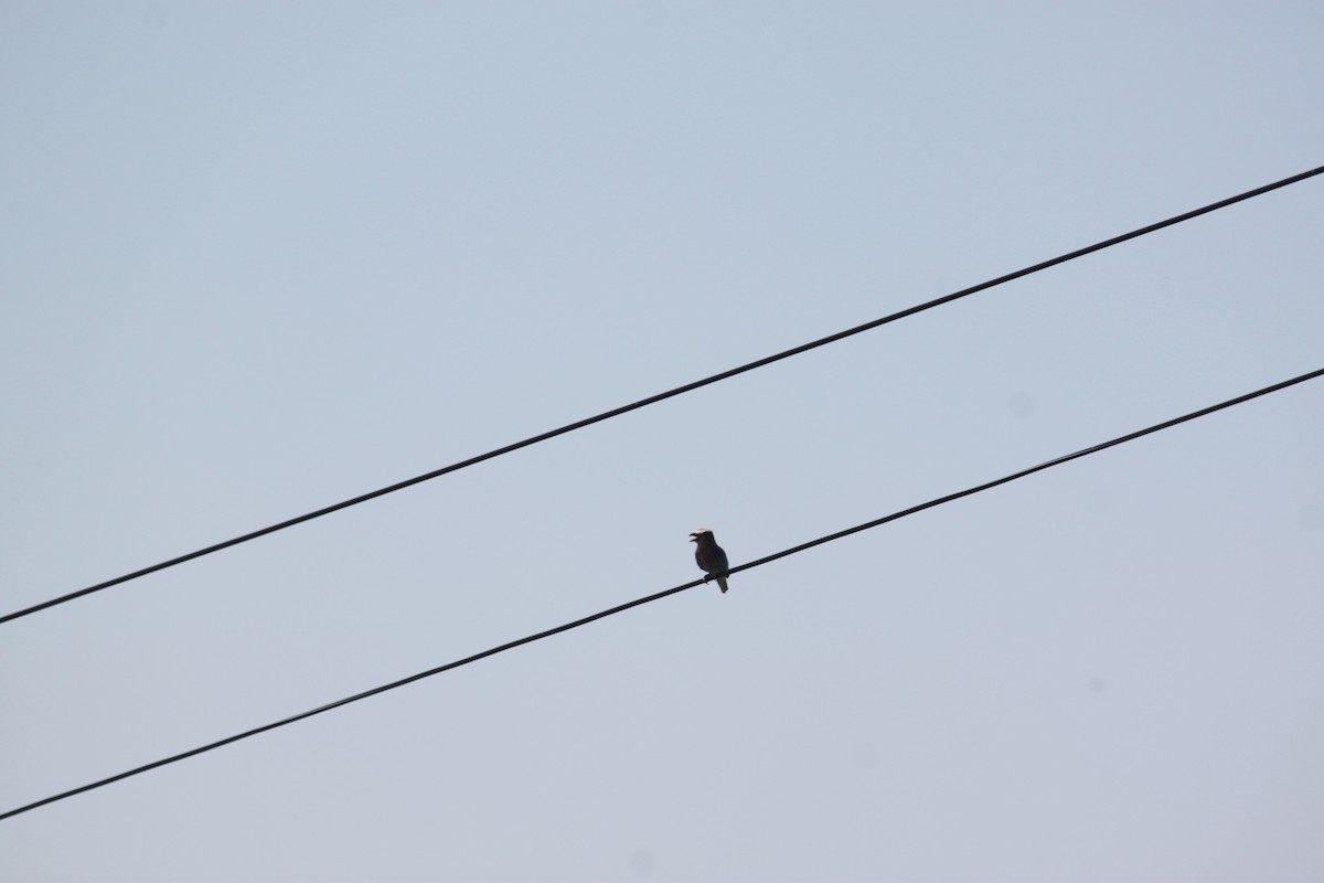 Lilac-breasted Roller - ML643754362
