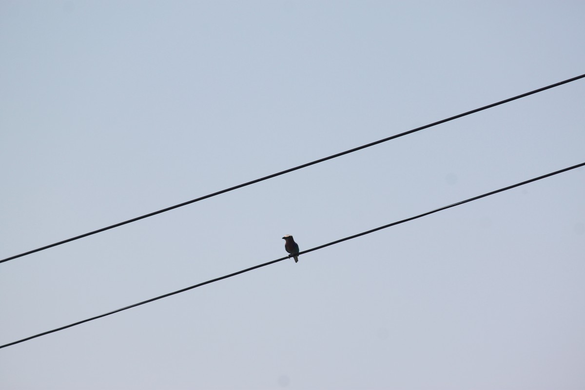 Lilac-breasted Roller - ML643754363