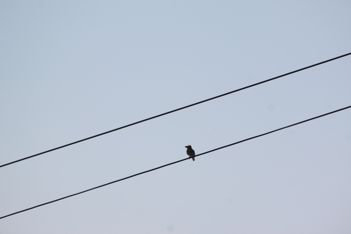 Lilac-breasted Roller - ML643754364
