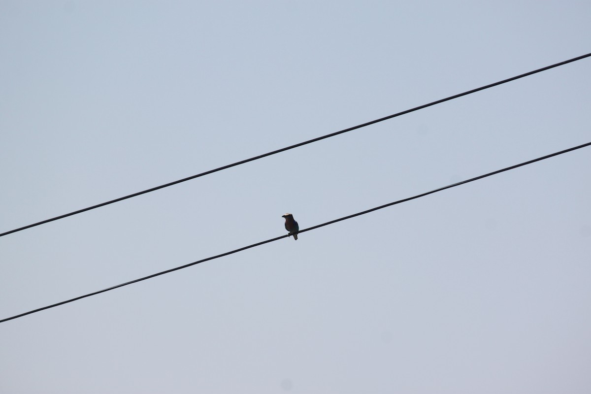 Lilac-breasted Roller - ML643754365