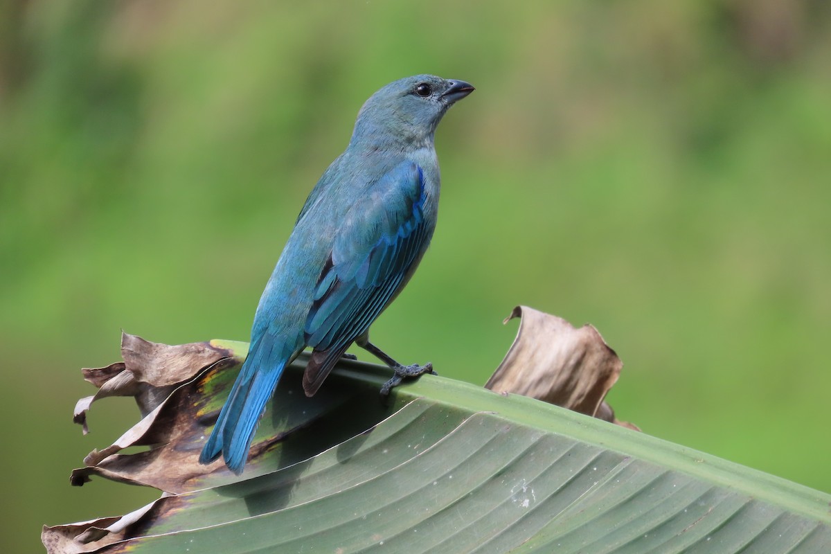 Azure-shouldered Tanager - ML643754375