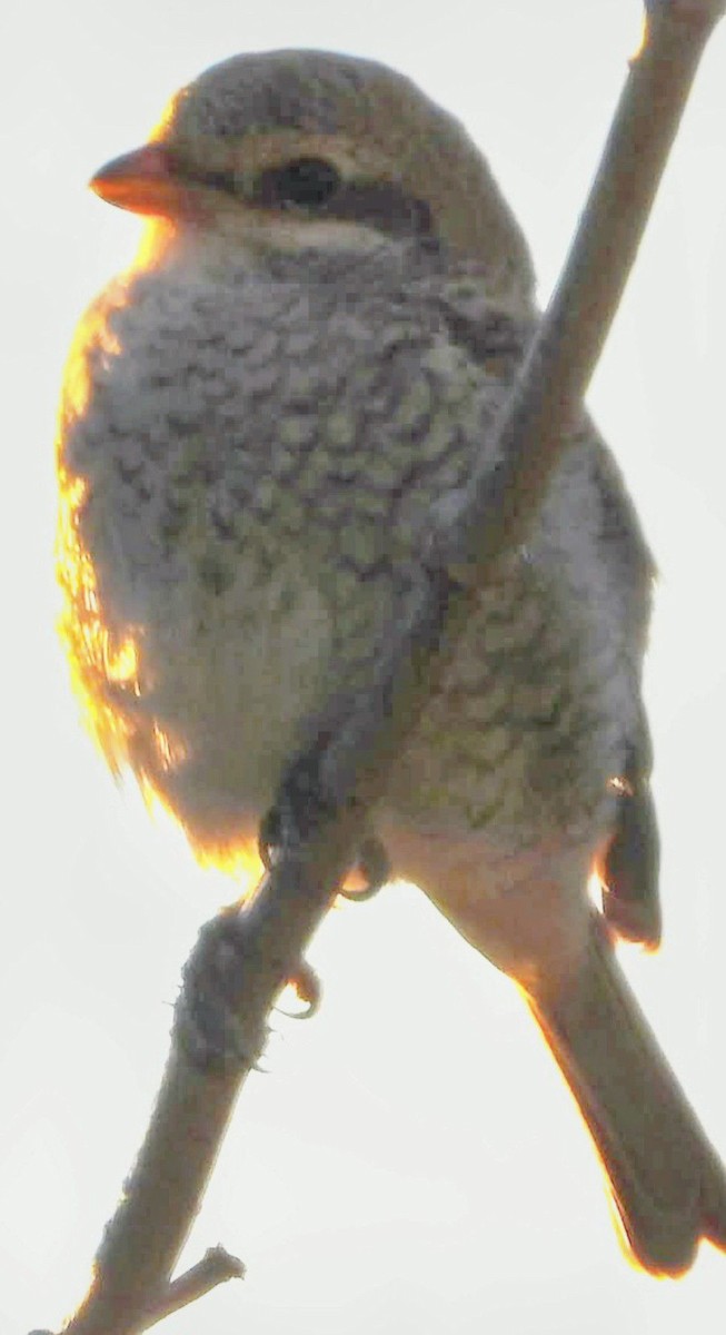 Red-backed Shrike - ML643754387