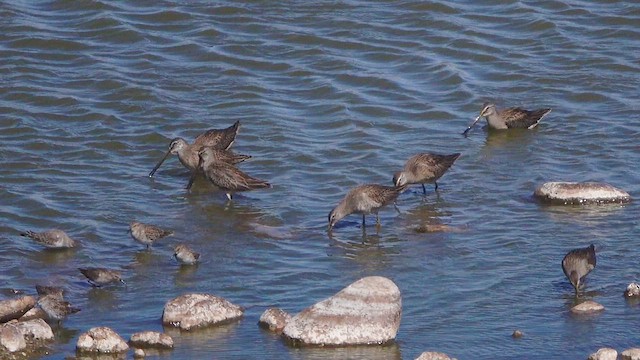 Long-billed Dowitcher - ML643754389