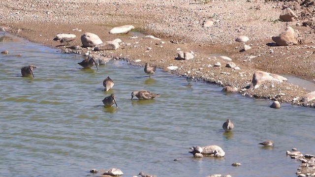 Long-billed Dowitcher - ML643754398