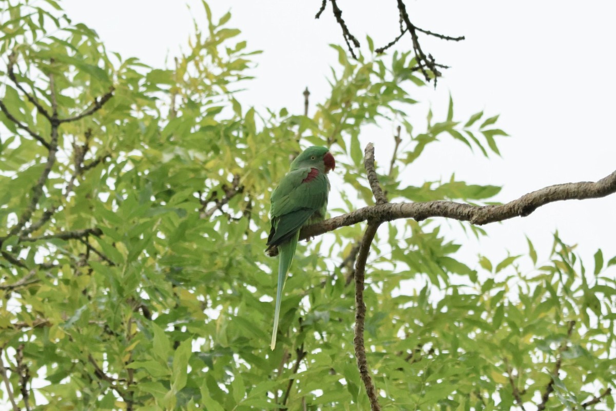 Alexandrine Parakeet - ML643754422