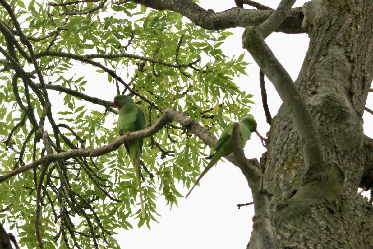 Alexandrine Parakeet - ML643754423