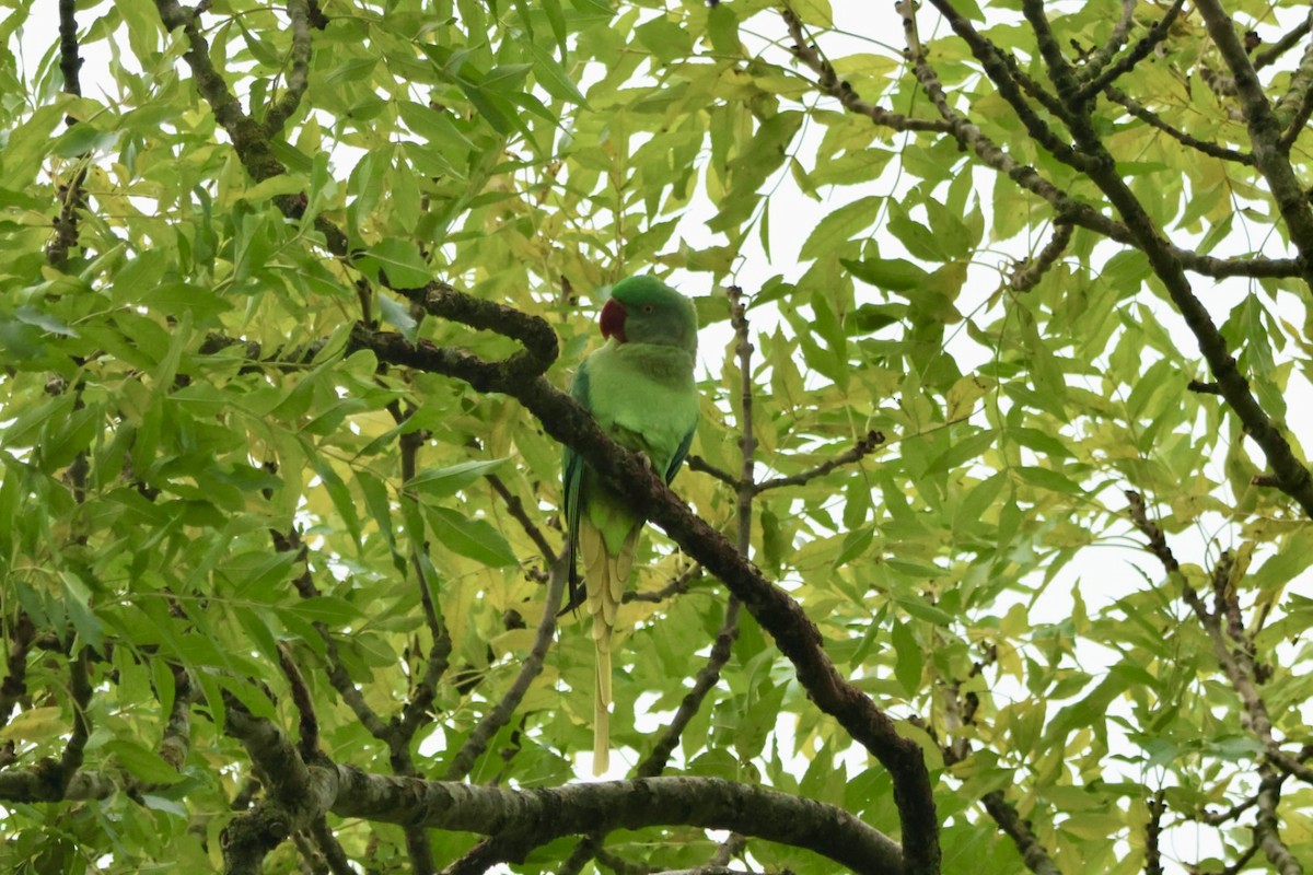 Alexandrine Parakeet - ML643754424