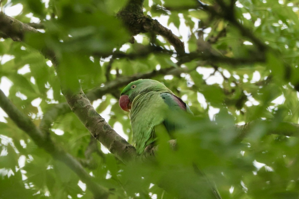 Alexandrine Parakeet - ML643754425