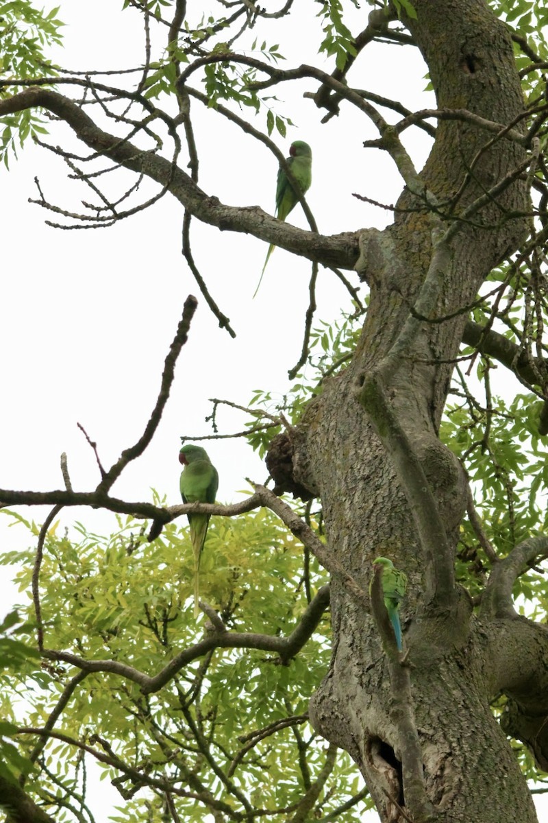 Alexandrine Parakeet - ML643754426