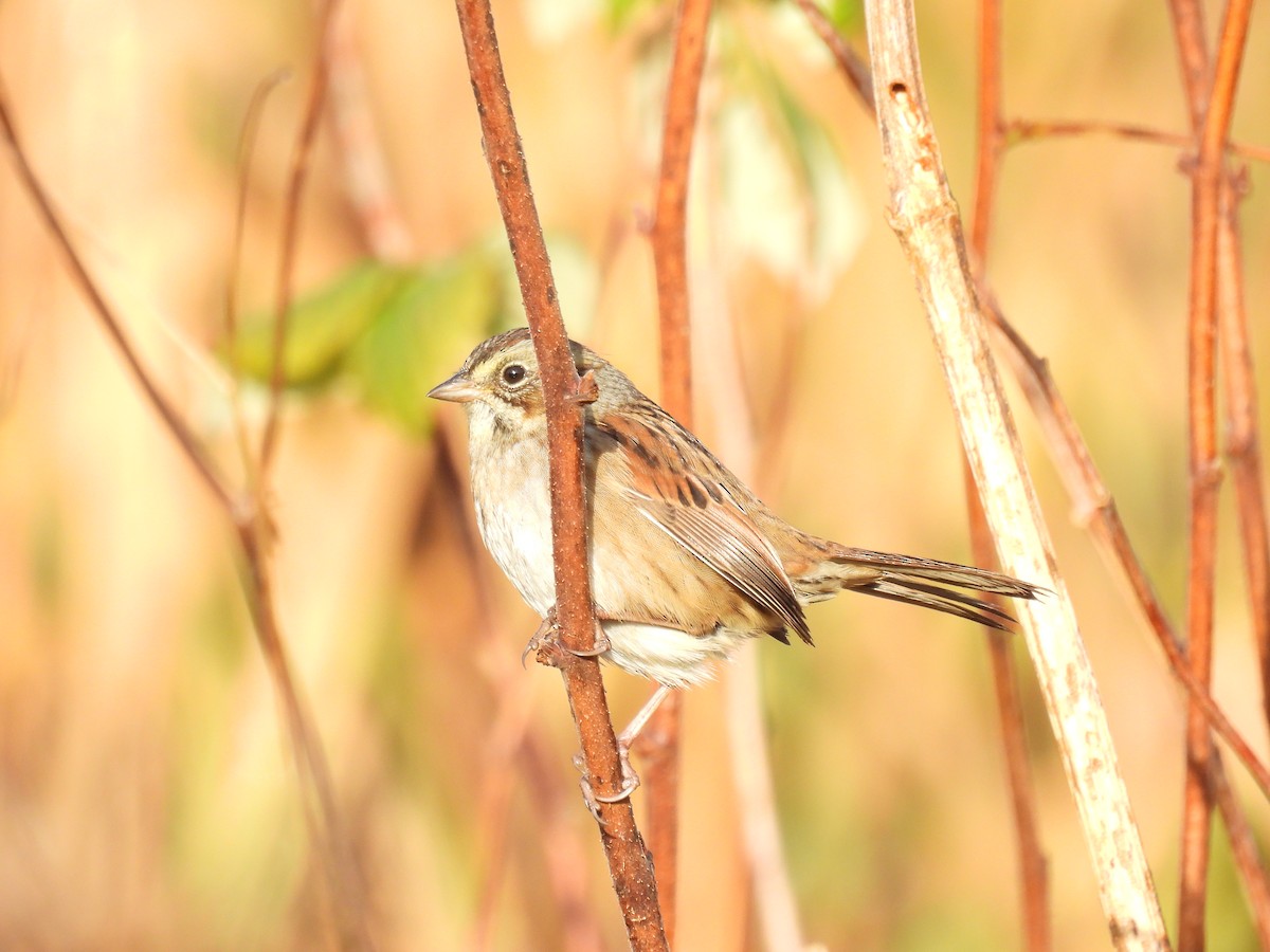 Swamp Sparrow - ML643754536
