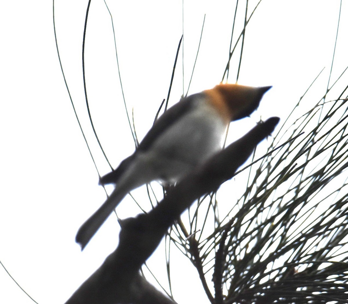 Leaden Flycatcher - ML643754538