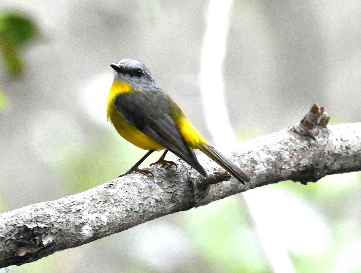 Eastern Yellow Robin - ML643754549