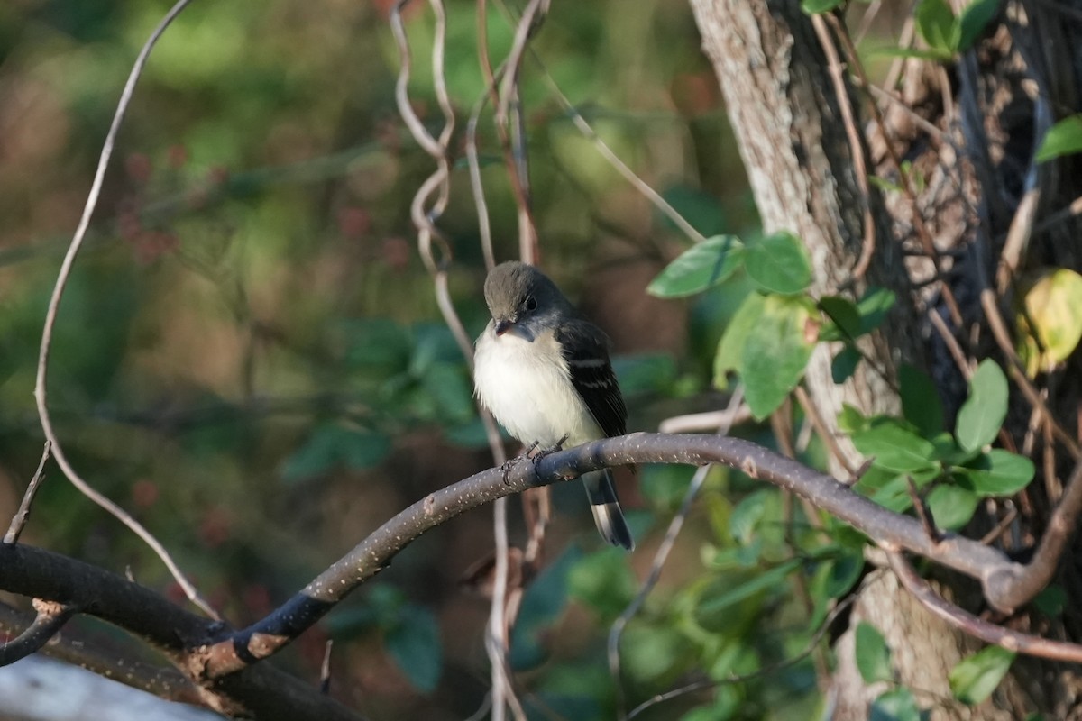 Empidonax sp. - ML643754556